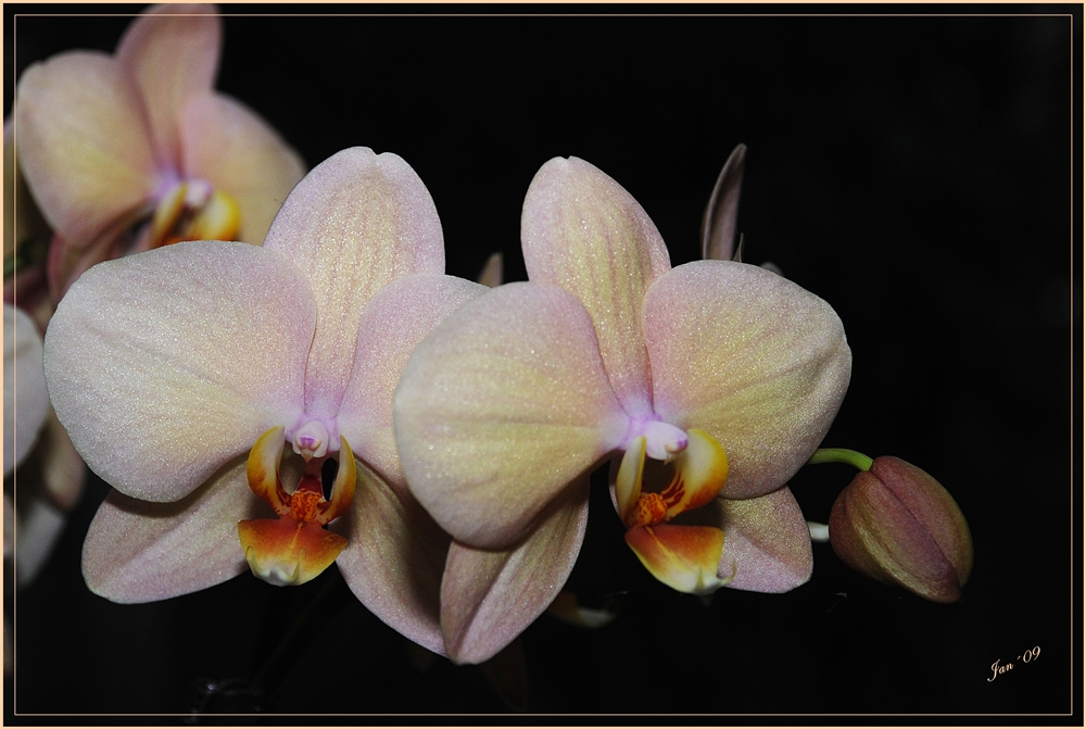 Orchideen.......