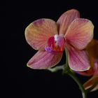 * Orchideen *