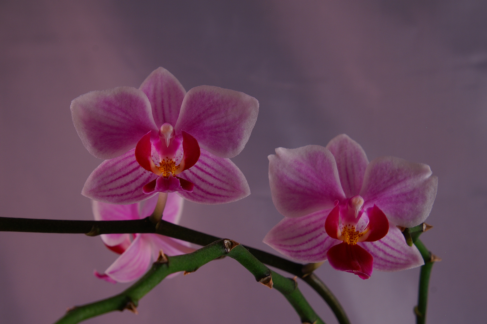 Orchideen