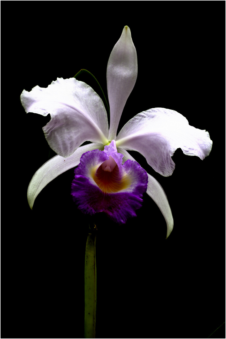 Orchideen