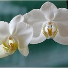 Orchideen...