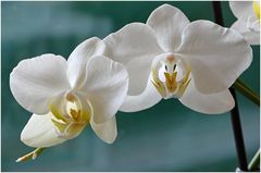 Orchideen...