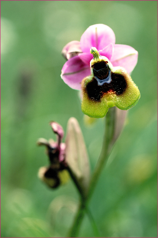 Orchideen-Fieber #1