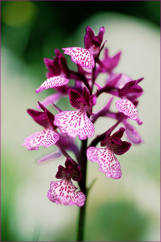 Orchideen-Fieber #5