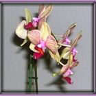 Orchideen find ich immer wieder schön