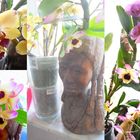 Orchideen-Freude