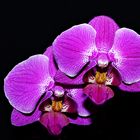 Orchideen für den Frieden