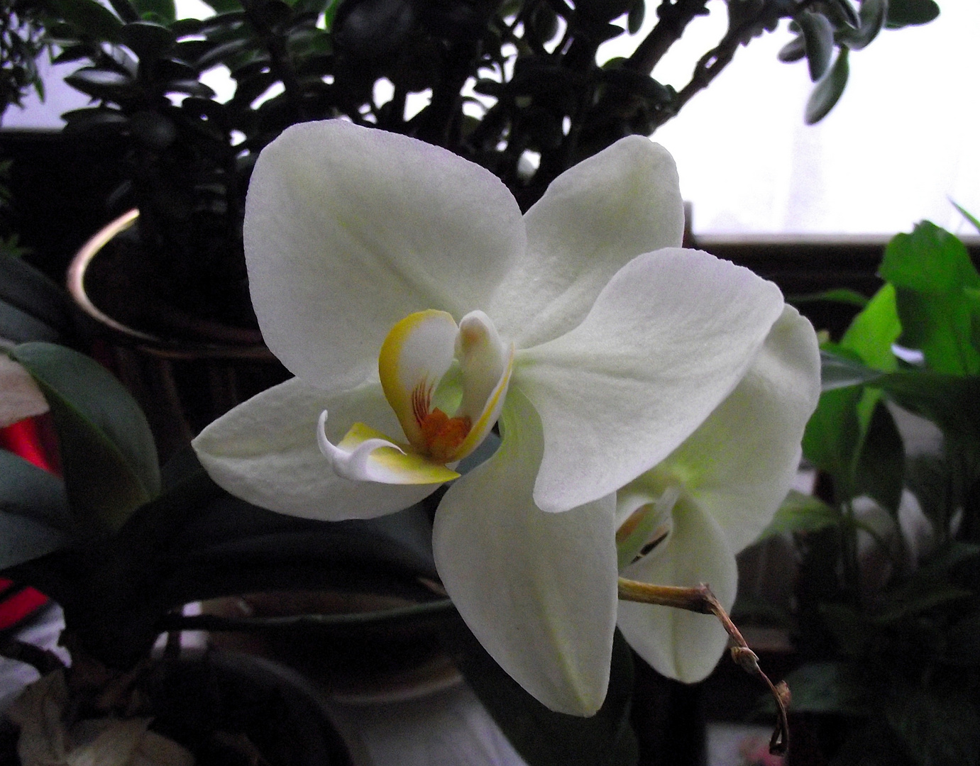 Orchideen für ein schönes Wochenende