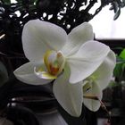 Orchideen für ein schönes Wochenende