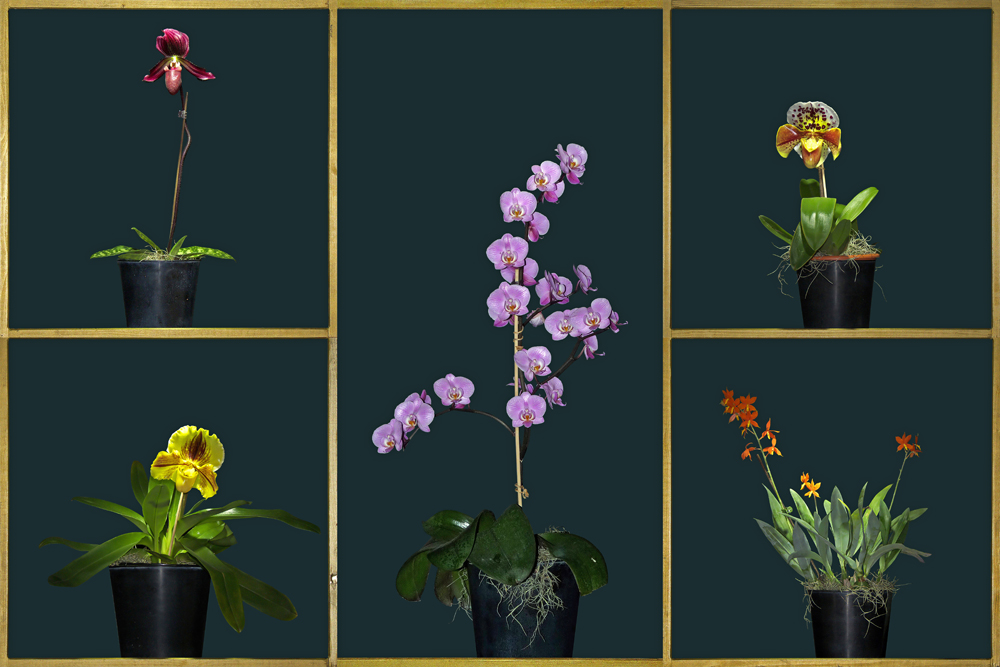 Orchideen-Galerie