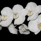 Orchideen ganz in weiß