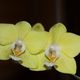 Orchideen ganz nah