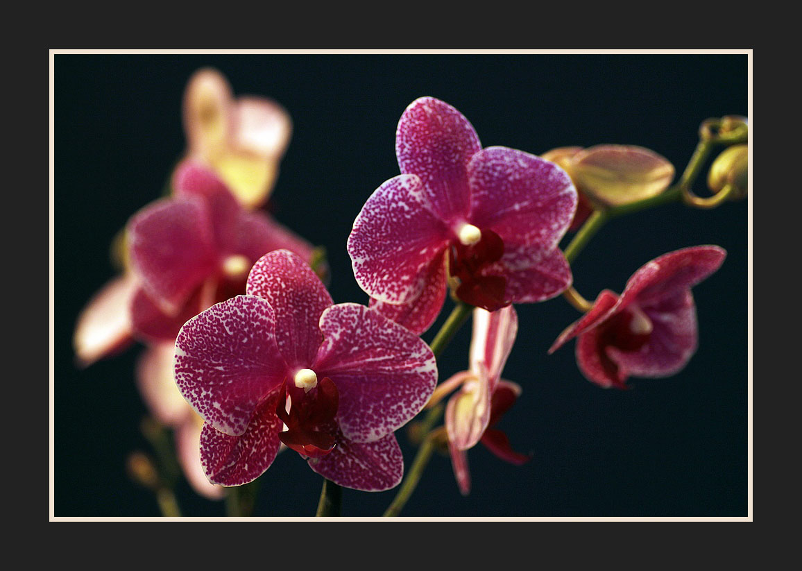Orchideen gegen den Winterstress