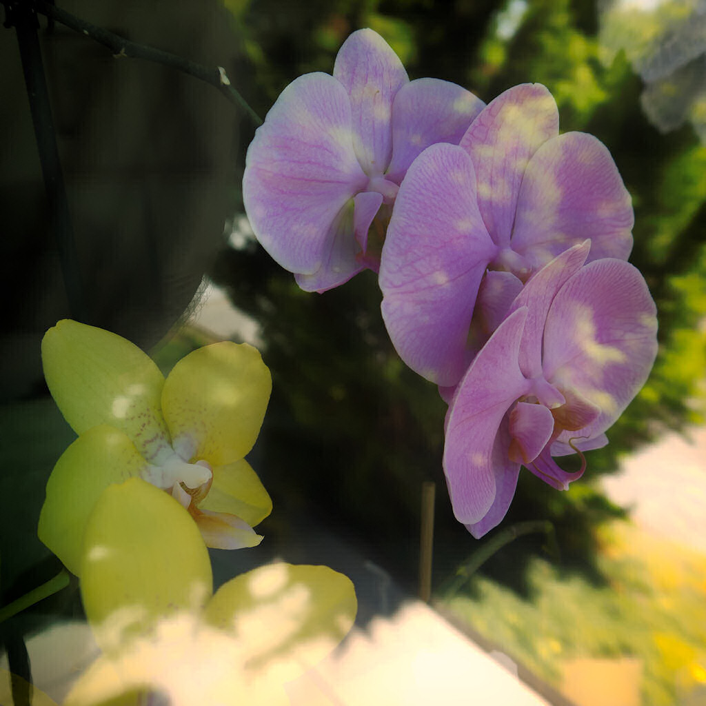 Orchideen geniessen den Ausblick