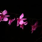 Orchideen- Girlande