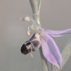 orchideen-hauch