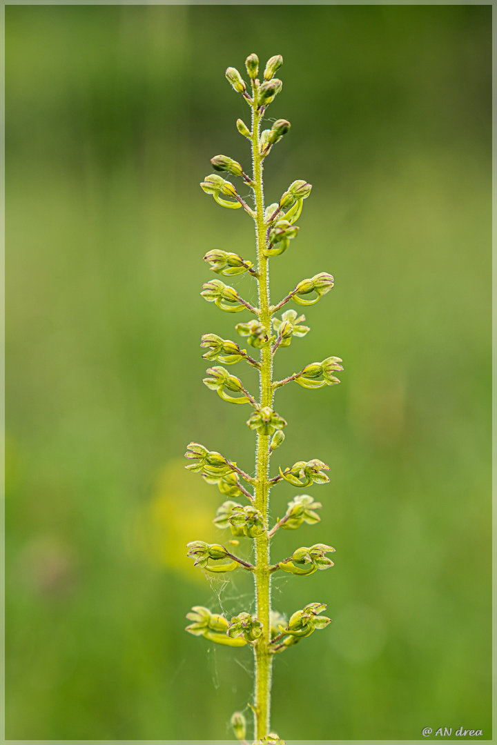 Orchideen Honigorchis in Nideggen