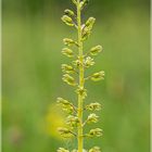 Orchideen Honigorchis in Nideggen