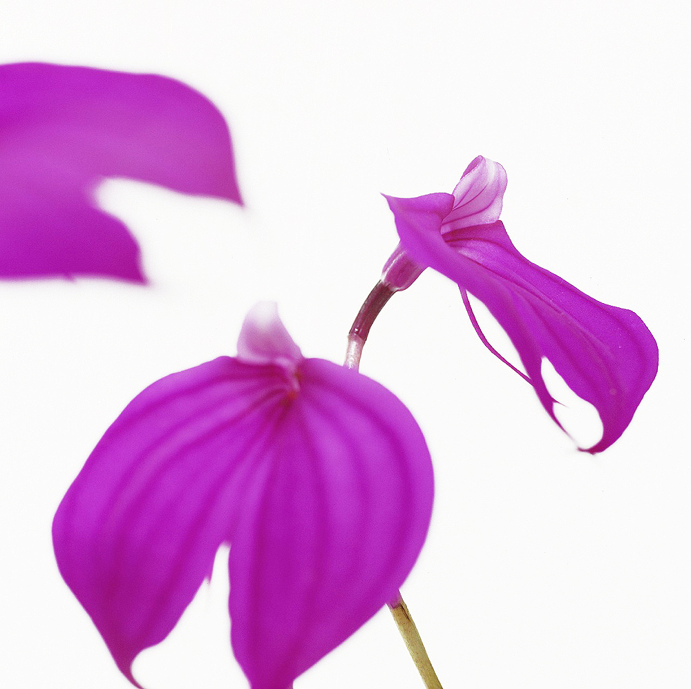 Orchideen I