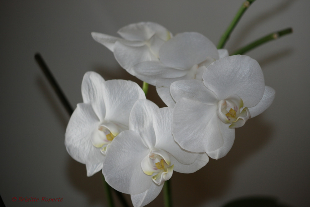 Orchideen I