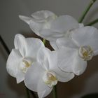 Orchideen I