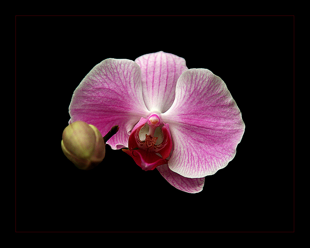 :: ~ Orchideen ~ :: I