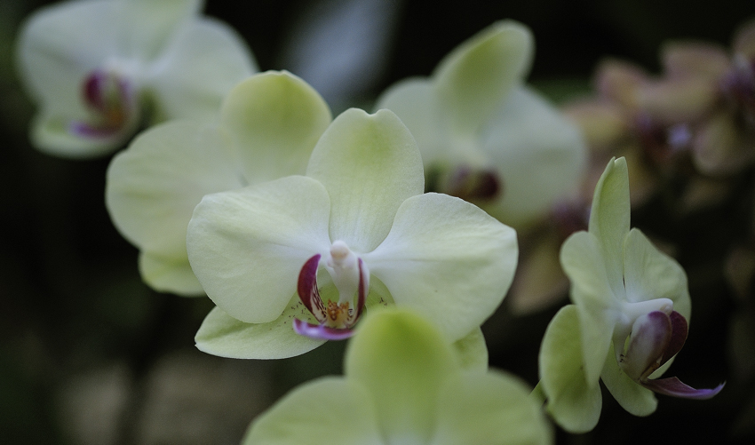 Orchideen I