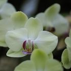 Orchideen I