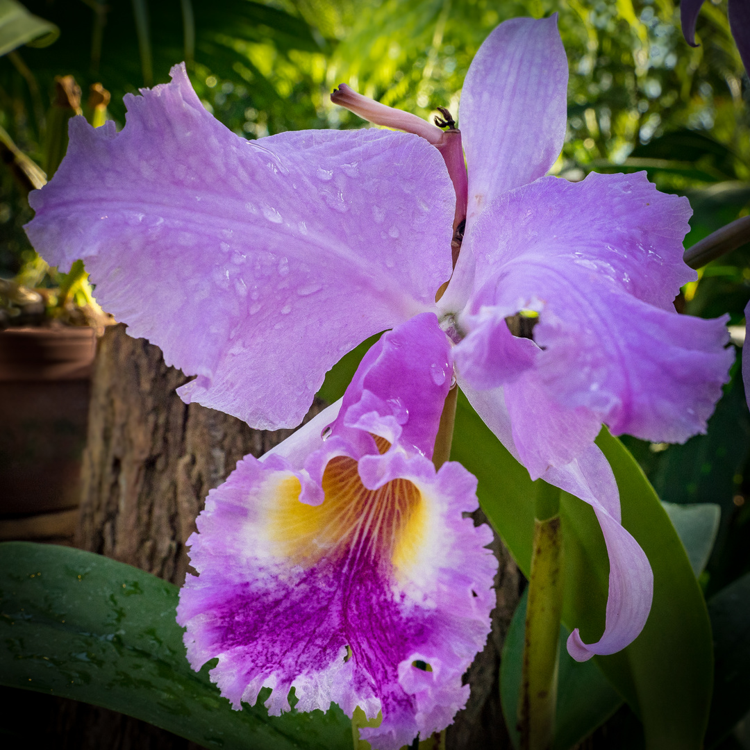 Orchideen I - Berggarten Hannover