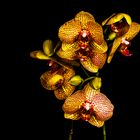 Orchideen II