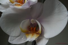 Orchideen II