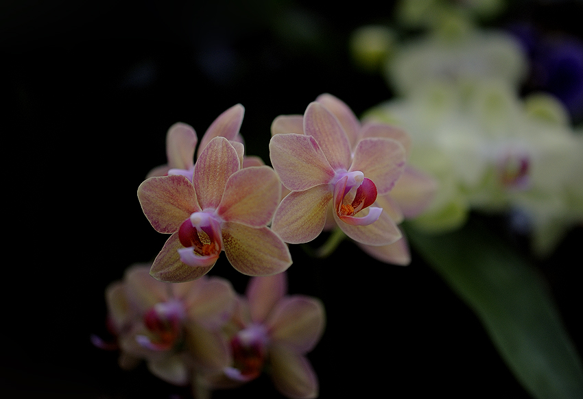 Orchideen II