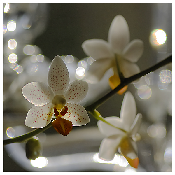 Orchideen II