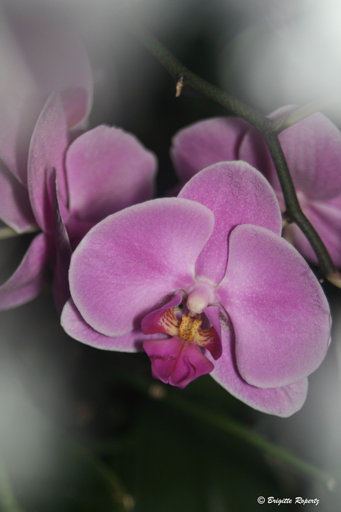 Orchideen II