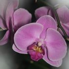 Orchideen II