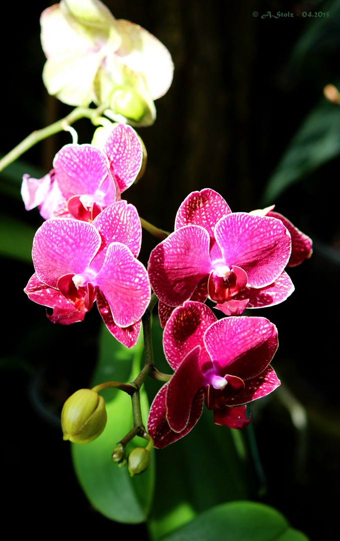 Orchideen II