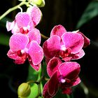 Orchideen II