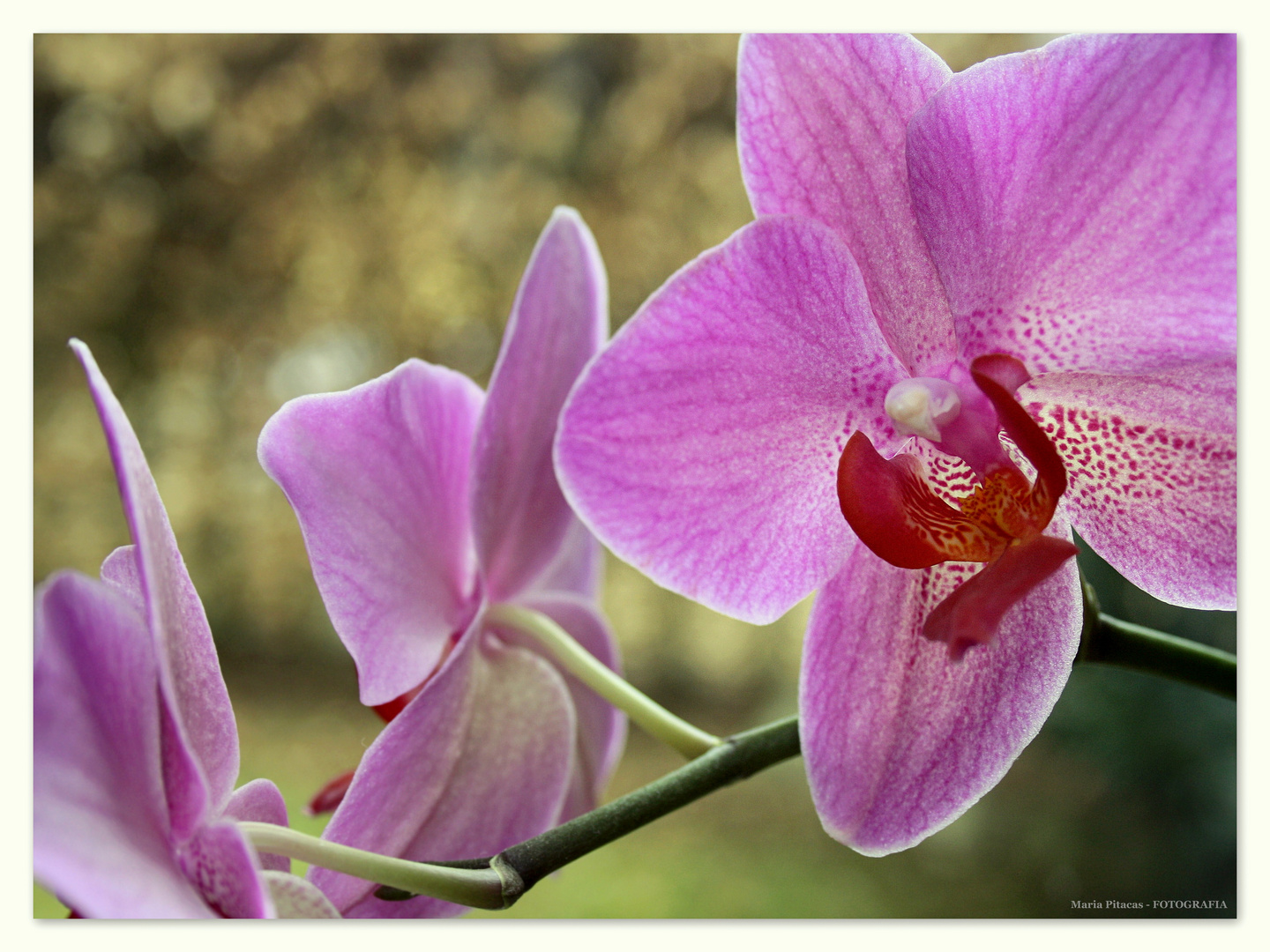 -Orchideen II-