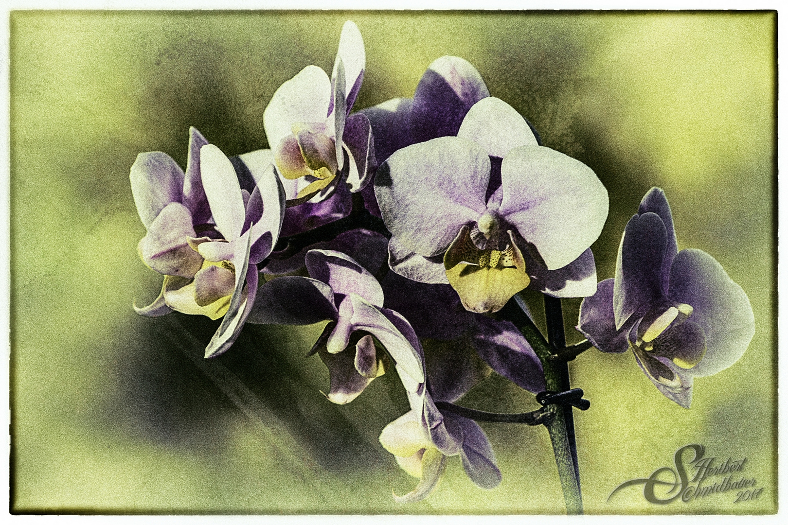 »Orchideen« II