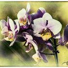 »Orchideen« II