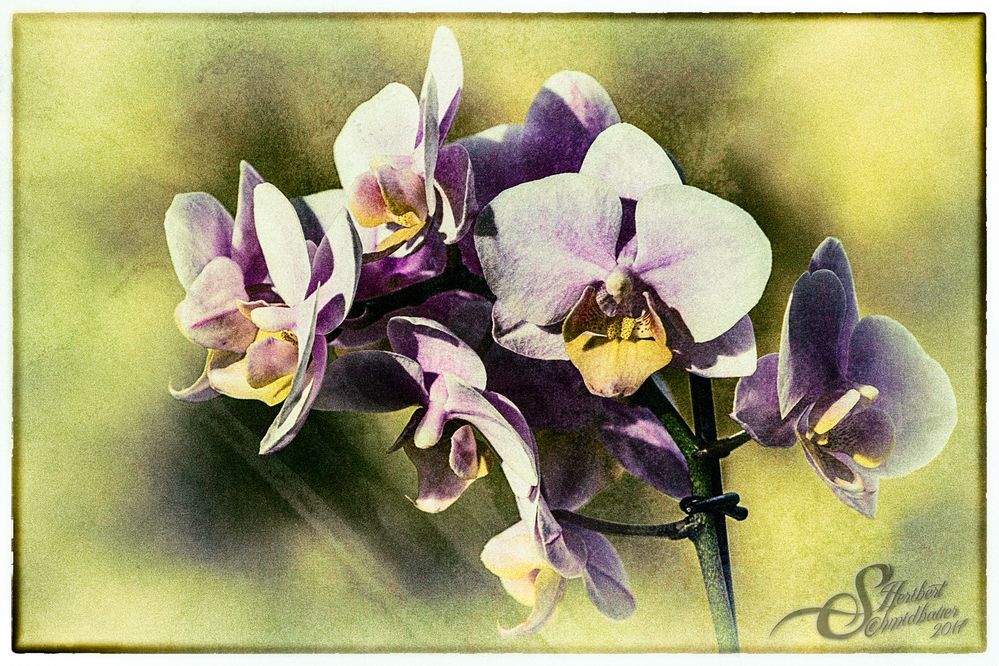 »Orchideen« II