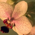 Orchideen II