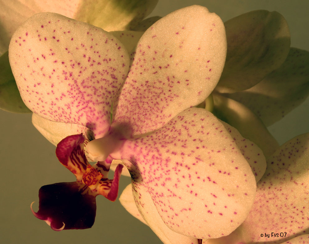 Orchideen II