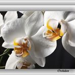 Orchideen II