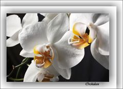 Orchideen II