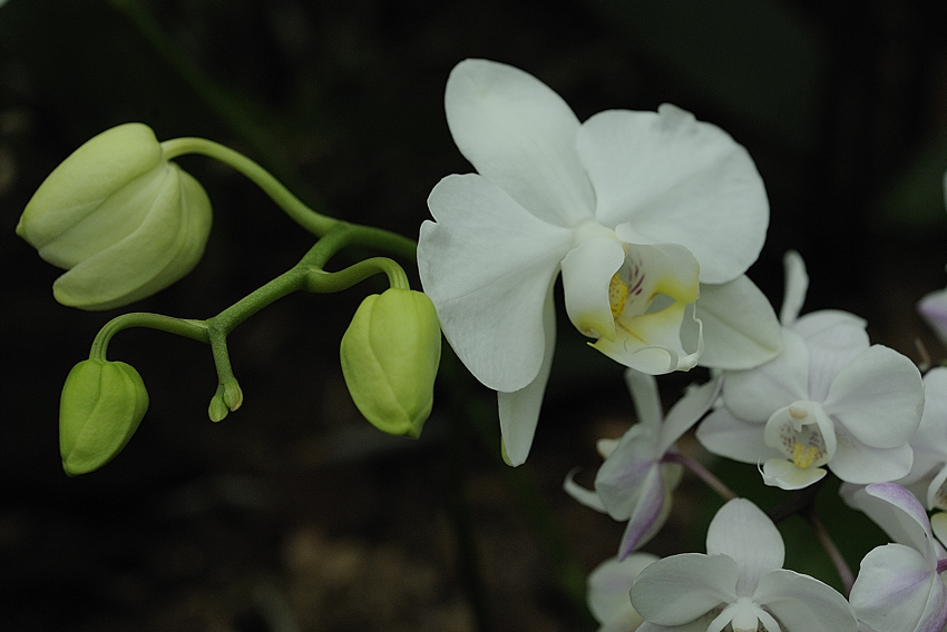 Orchideen III