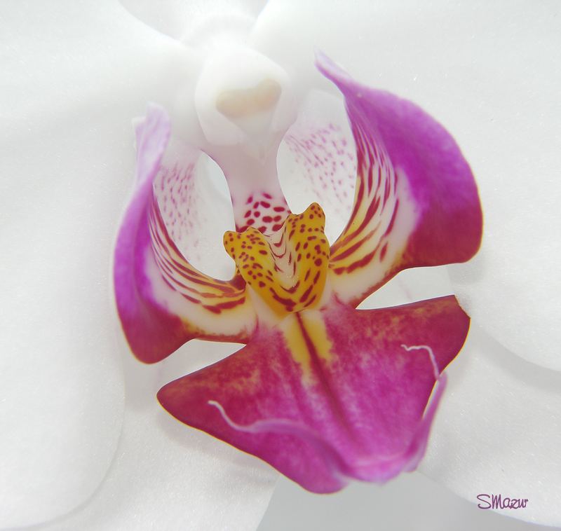 Orchideen III