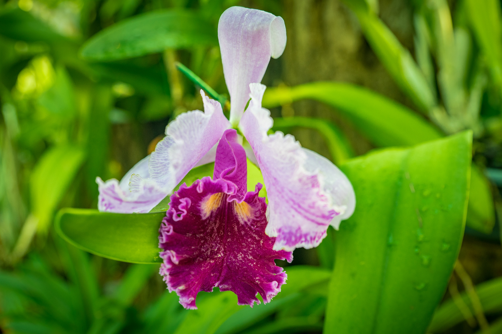 Orchideen III - Berggarten Hannover
