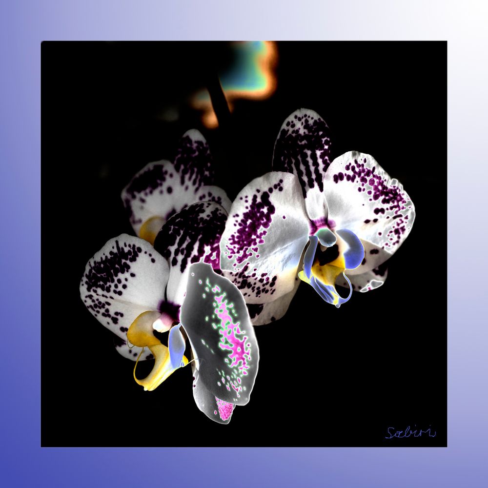 Orchideen III