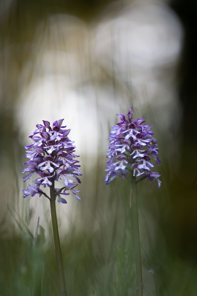 Orchideen im Abendlicht